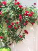 Espalier modulable avec un c�ble en acier inoxydable pour toutes les plantes grimpantes