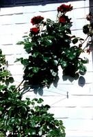 Espalier modulable avec plantes grimpantes