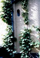 Espalier modulable pour plantes grimpantes